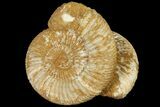 Pair Of Ammonite (Perisphinctes) Fossils - Jurassic #133846-1
